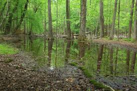 Riparian vegetation