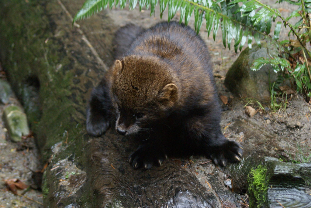Fisher animal crawling on a log on the ground of a forest