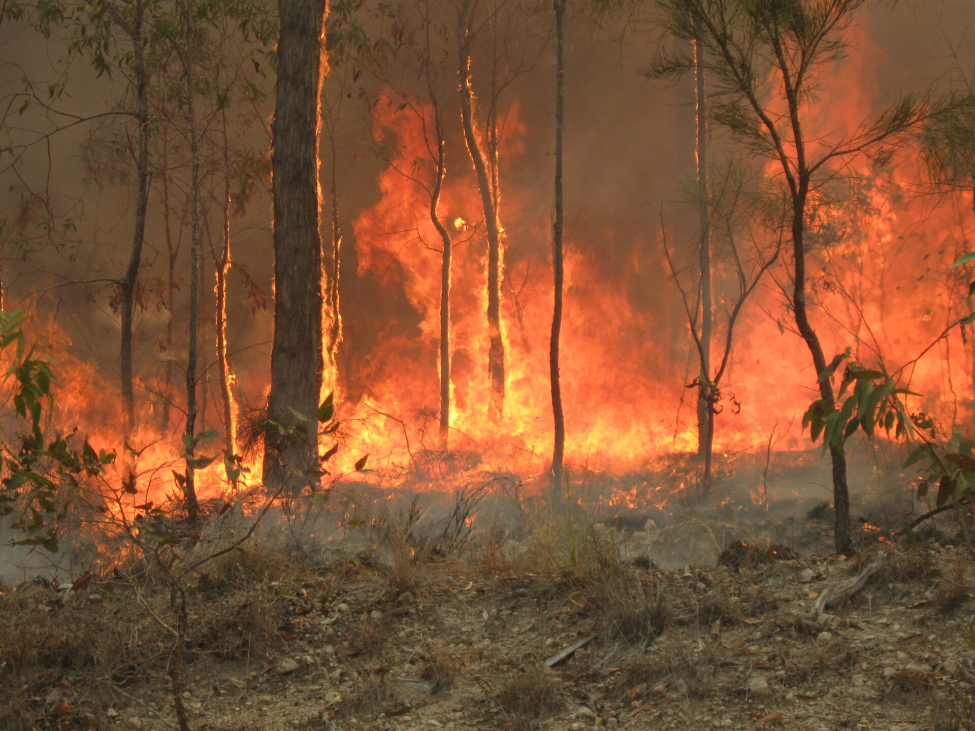 Trees burning in a forest