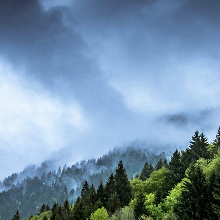 Clouds and fog rolling off trees on a mountain