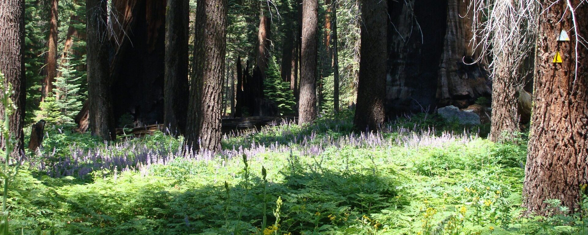 Sequoia forest with underbush.