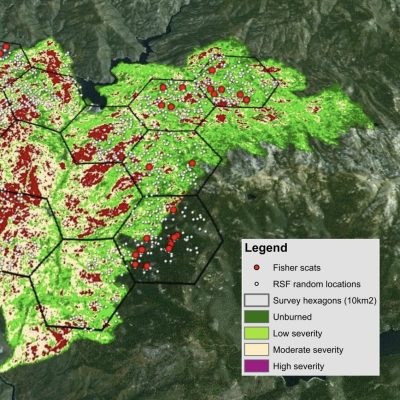 Satellite view map of fisher habitat affected by wildfires - depicted in green, yellow, magenta, and red colors