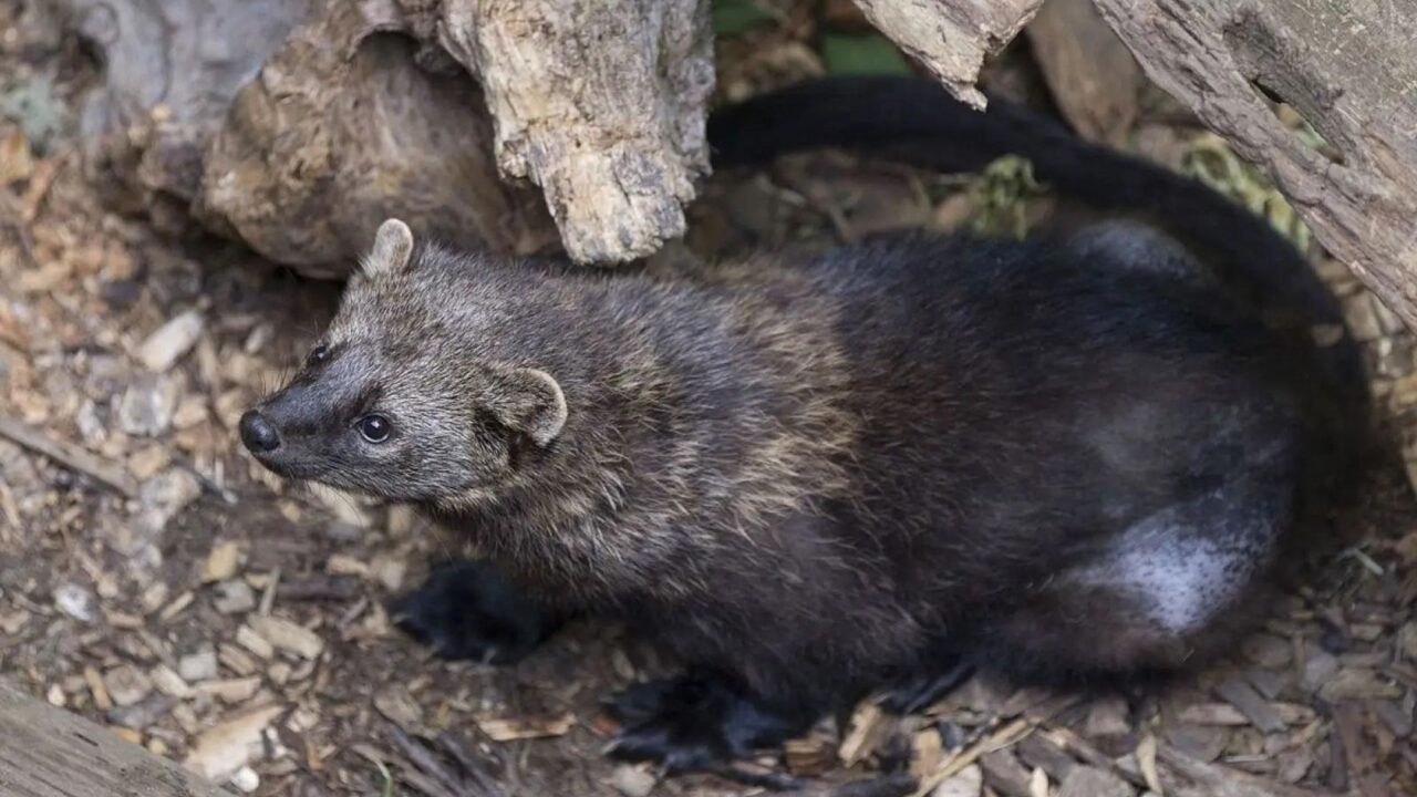 Southern Sierra Nevada Fisher Conservation Assessment Conservation