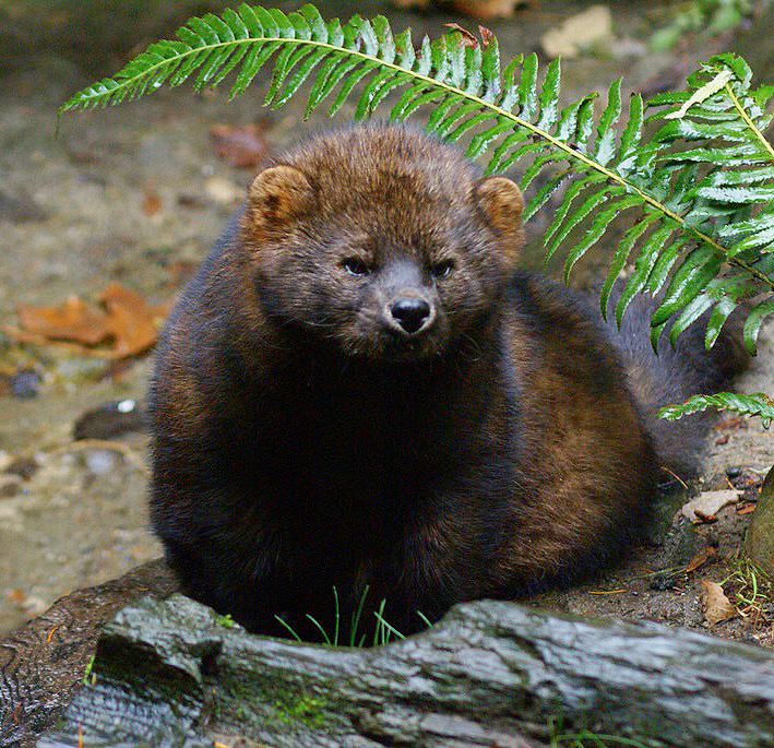 History of a Unique Population of Fishers (Pekania pennanti) Threatened