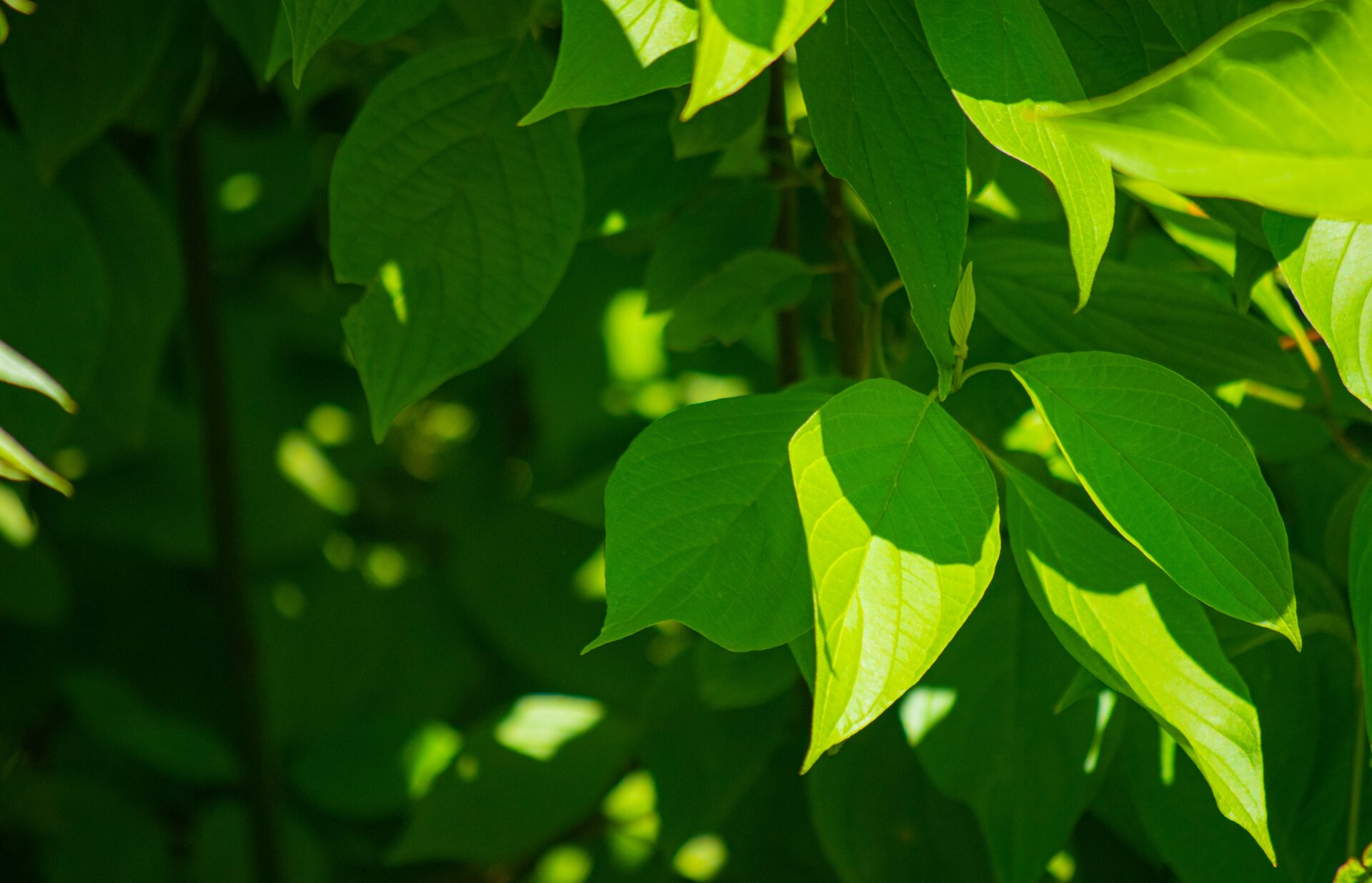 Closeup photo of green leaves on a tree with the sun shining directly on them