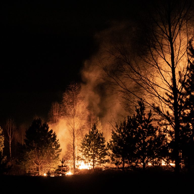 Fire burning behind trees in the dark