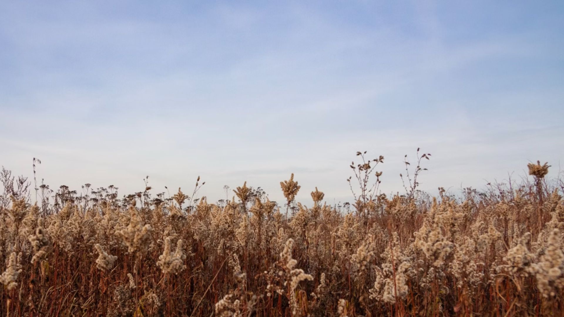 tall golden grass in a prairie