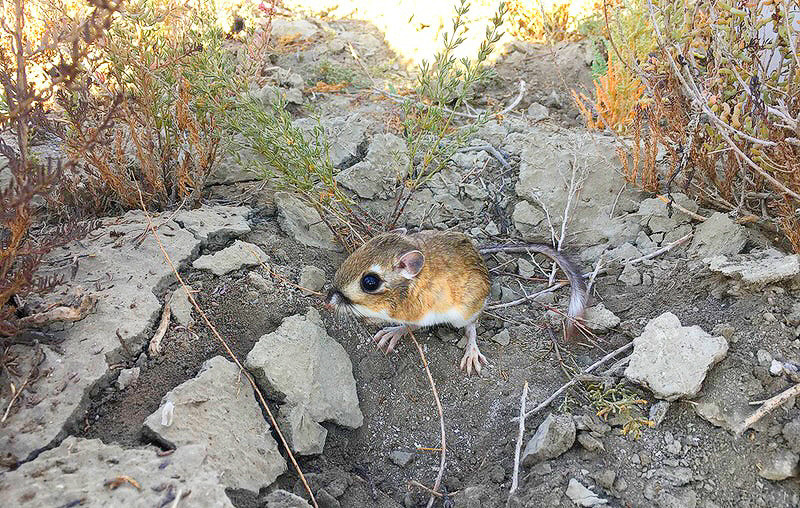 Stephens' Kangaroo Rat sitting on dirt surrounded by rocks and dry plants