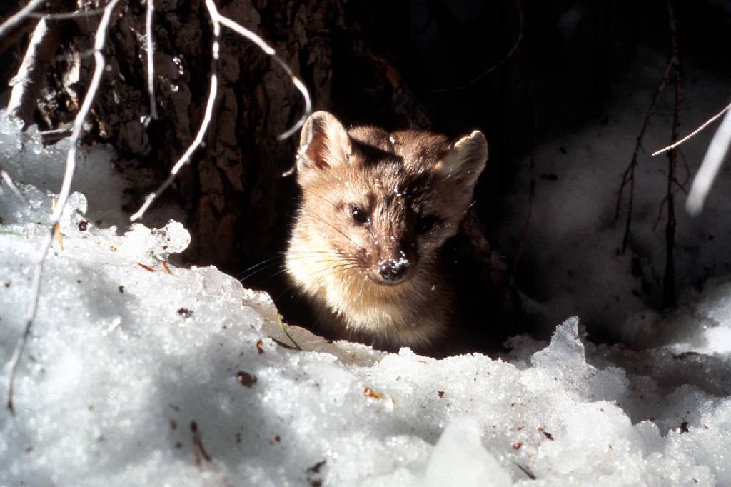 Marten coming out from under a log in the snow