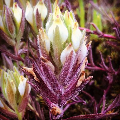 Close-up photo of a Sea Lavender plant bud