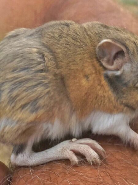 Stephens' kangaroo rat, Dipodomys stephensi