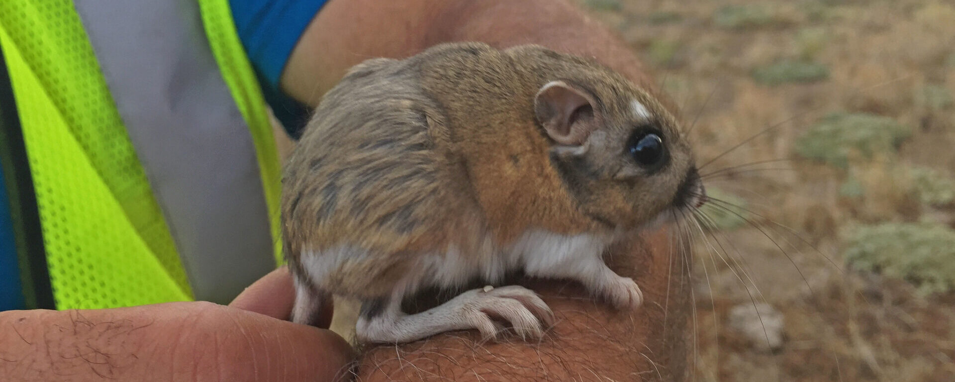 Developing Updateable Habitat Models for Endangered Stephens' Kangaroo Rats  - Conservation Biology Institute