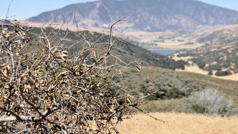 Conservation Assessment of Tejon Ranch - Conservation Biology Institute