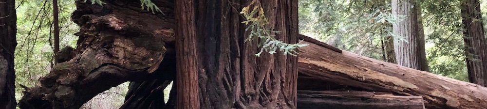 Redwood tree trunk