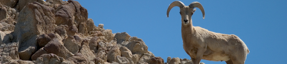 Bighorn sheep on a mountainside, blue sky behind the animal