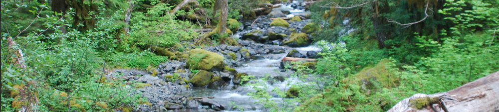 Creek with flowing water, mossy rocks, and some large tree roots