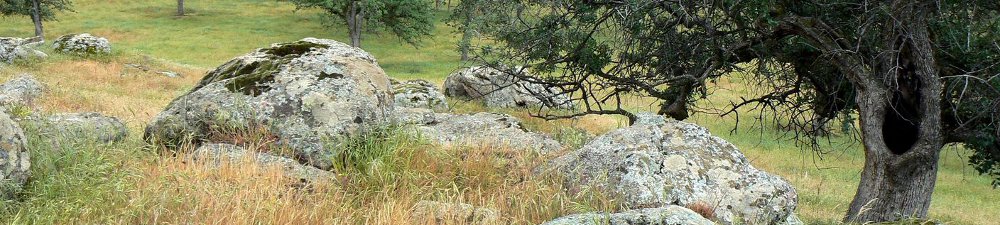 Nature photo filled with brown and green grass, large grey rocks and a branch from a tree dipping into the photo