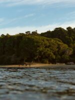 Trees and a small beach with a water (image is taken from in the water)