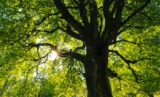 Big tree with many branches and green leaves, no sky to be seen beyond the tree, the sun is behind the tree trunk