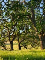 Several oak trees in a bright, grassy field in California