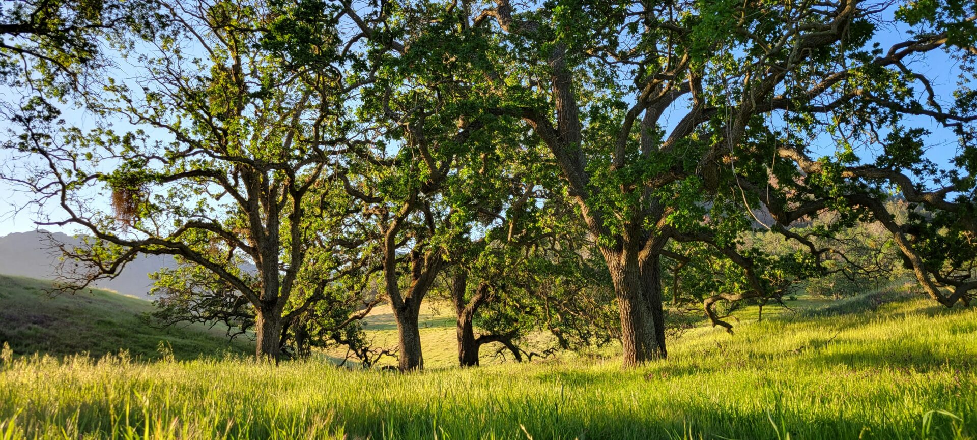 Several oak trees in a bright, grassy field in California