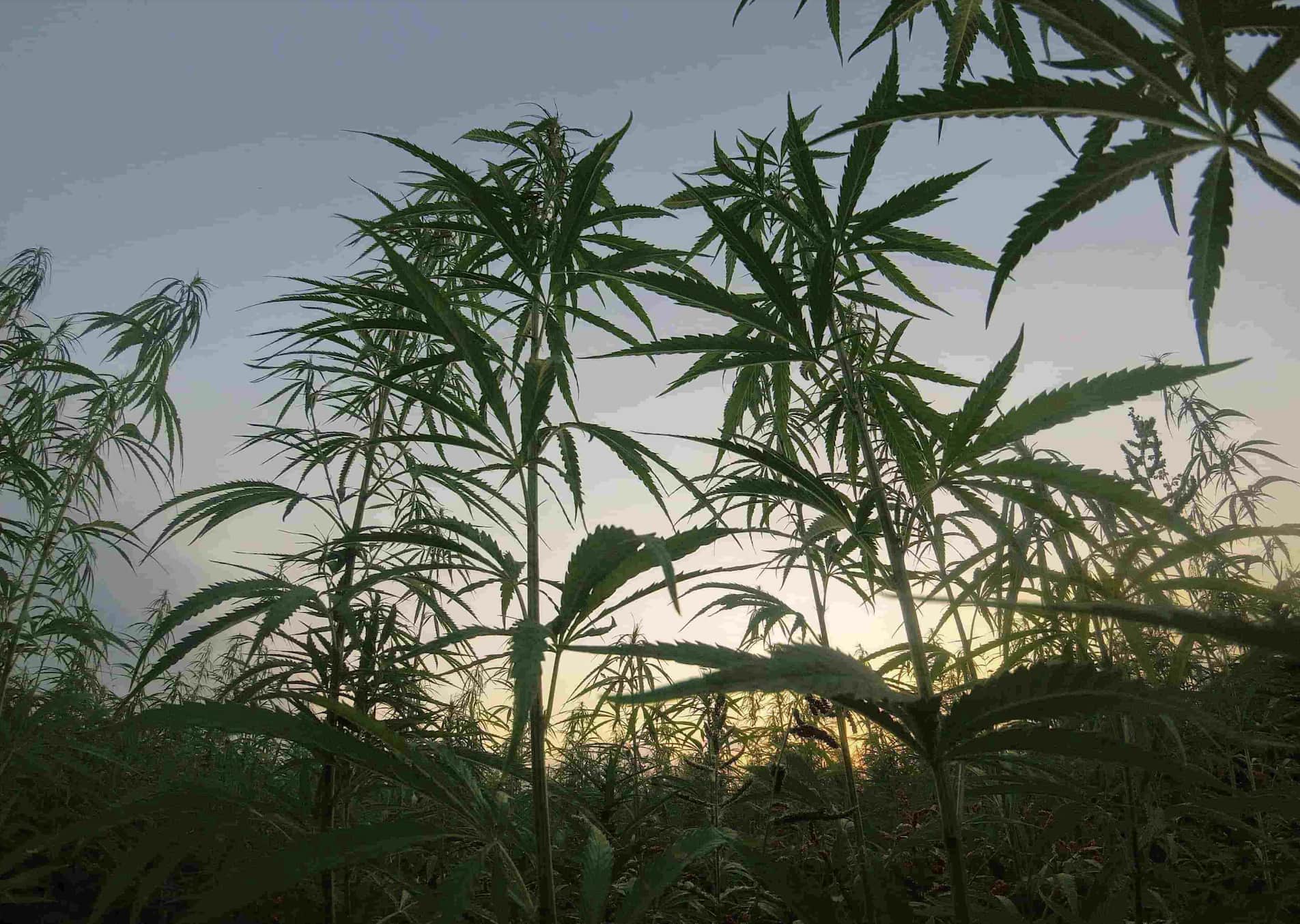 Upward angle photograph of cannabis plants with a light blue and purple sky in the background