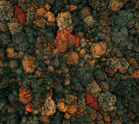 Supporting the U.S. Forest Service's National Forest Review