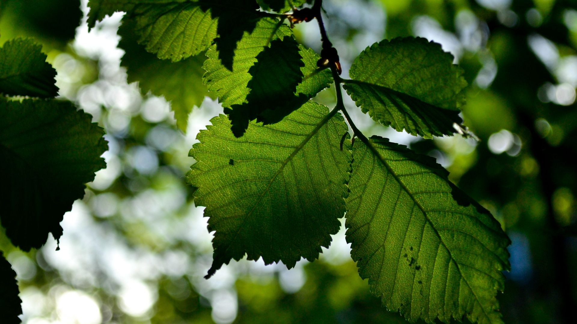 close-up image of the sun shining behind a few leaves in a tree, revealing all of the leaves' veins