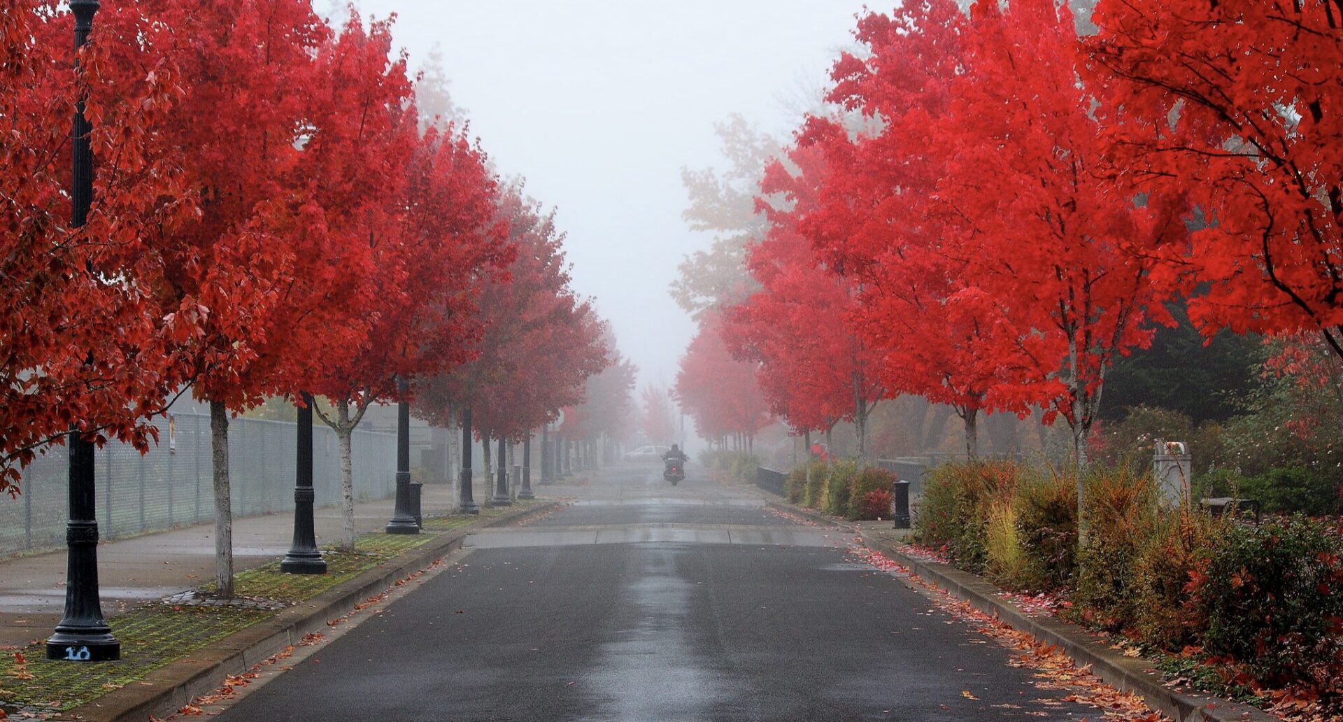 Corvallis early morning in the fall - red leaves on trees, fog/haze, and wet pavement