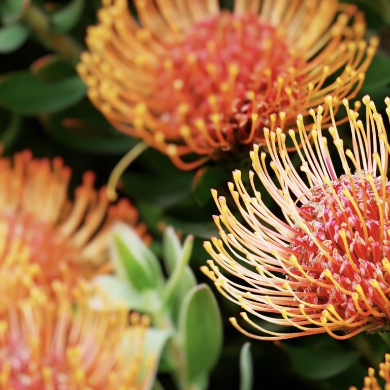 Close up photo of an African Protea plant