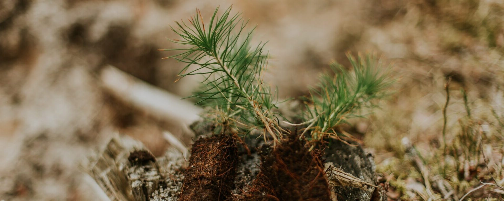 Tiny pine tree growing out of healthy soil