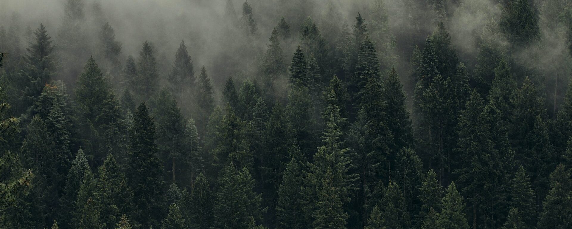 Pine trees in the fog