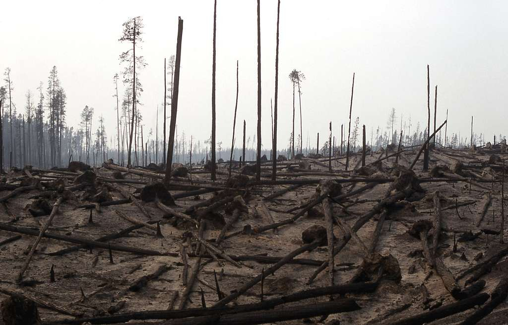 Post-fire forest filled with burnt trees and ash