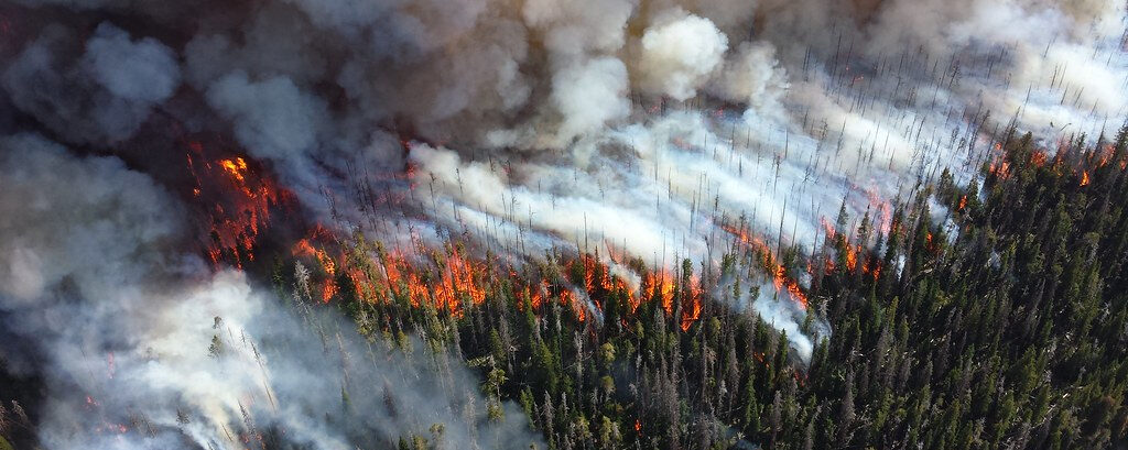 Fire and smoke rolling off of pine trees