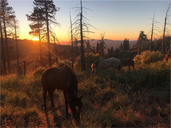 Horses grazing in a field at sunset