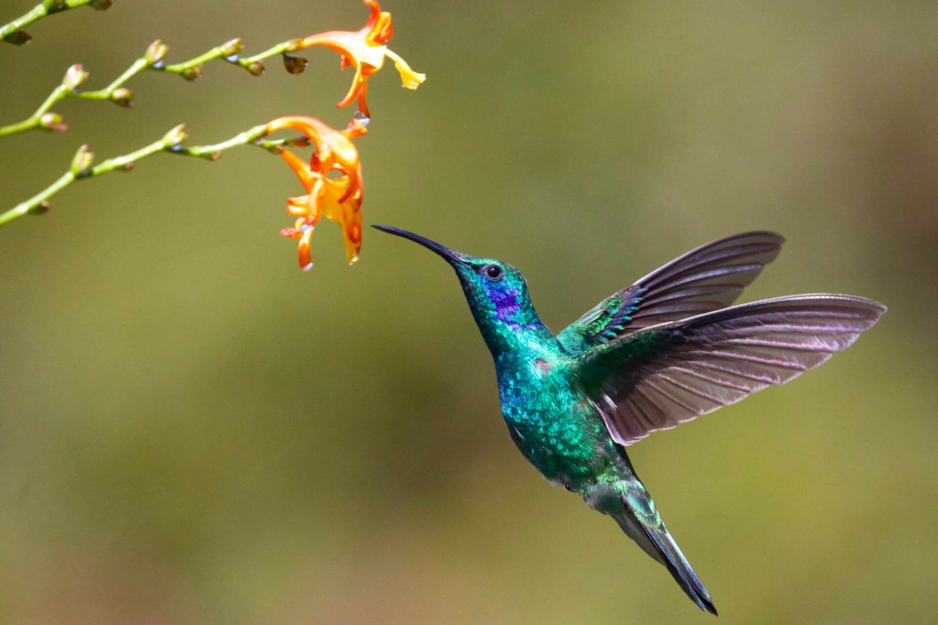 Humming bird sucking nectar from an orange flower