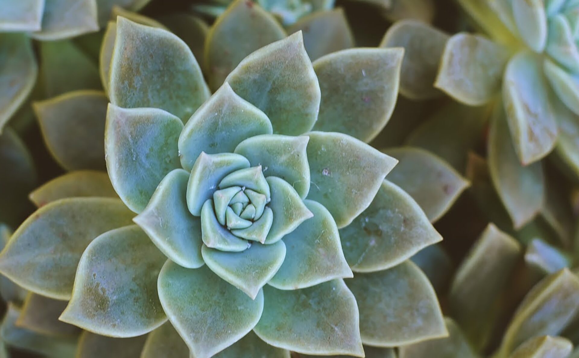 Close-up photo of green succulents
