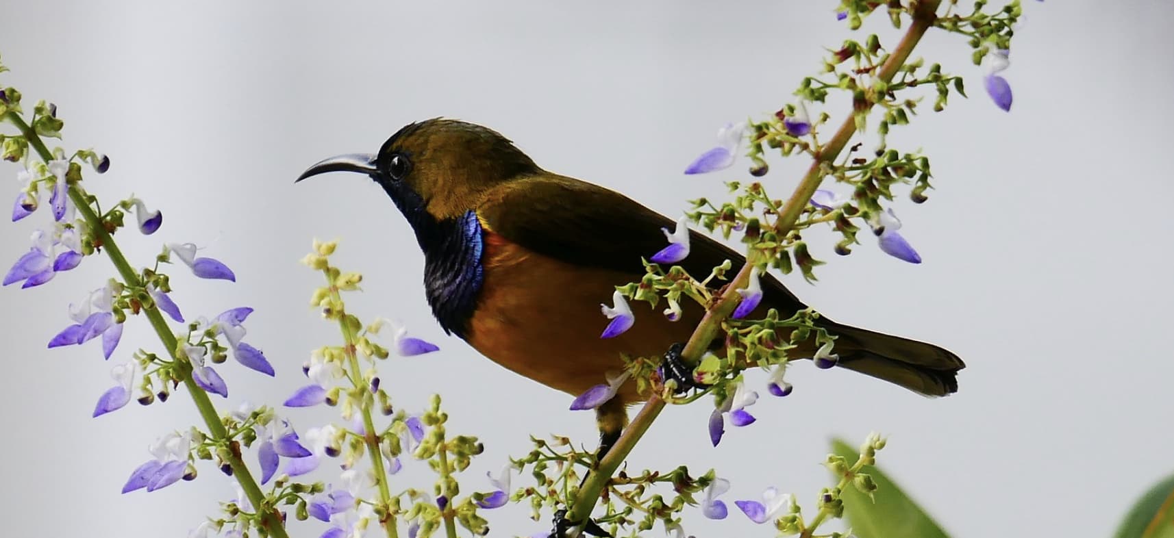A sunbird sitting on a branch with small purple flowers