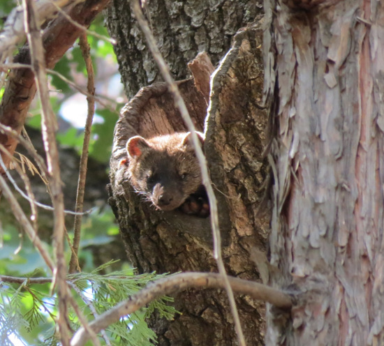 Fisher in an oak tree cavity