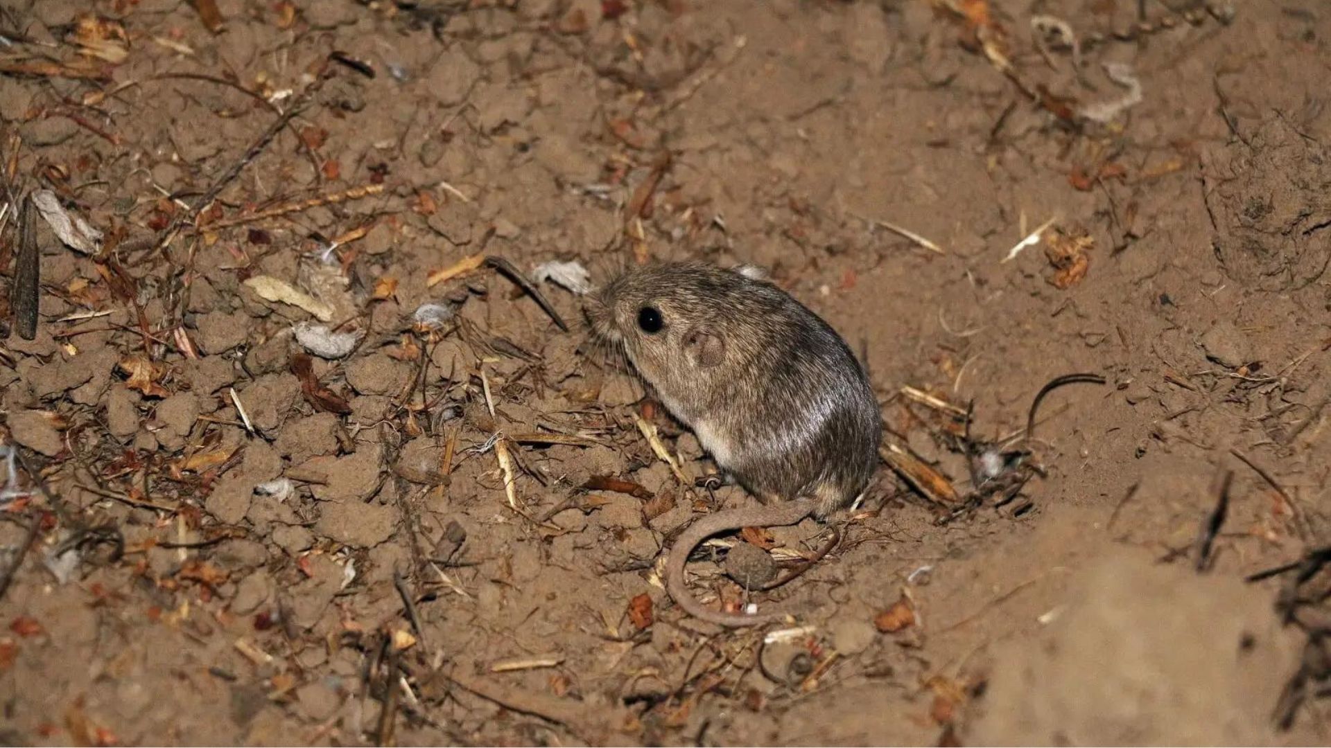 pocket mouse on a dry dirt ground