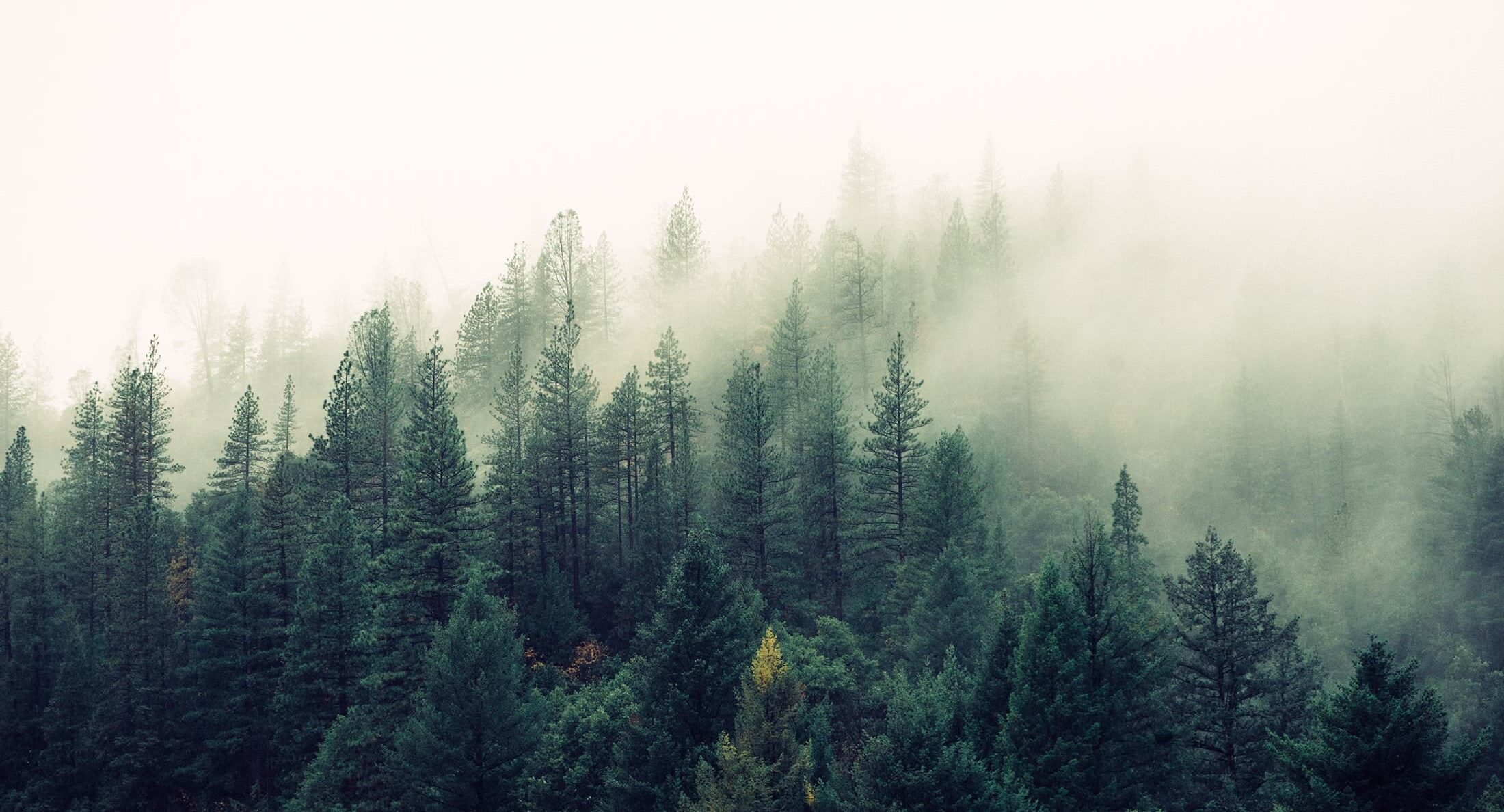 Misty fog over a forest of pine trees