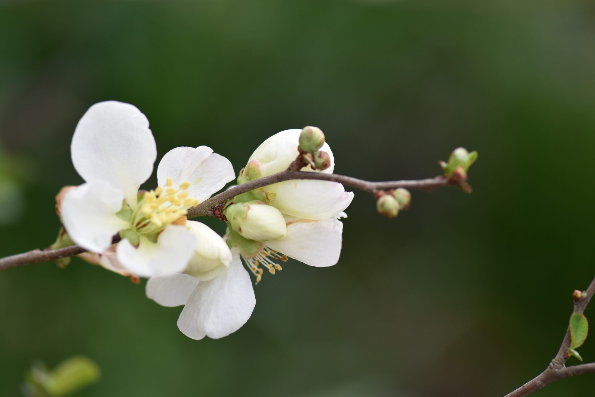 White flowers and flower buds on a thin branch