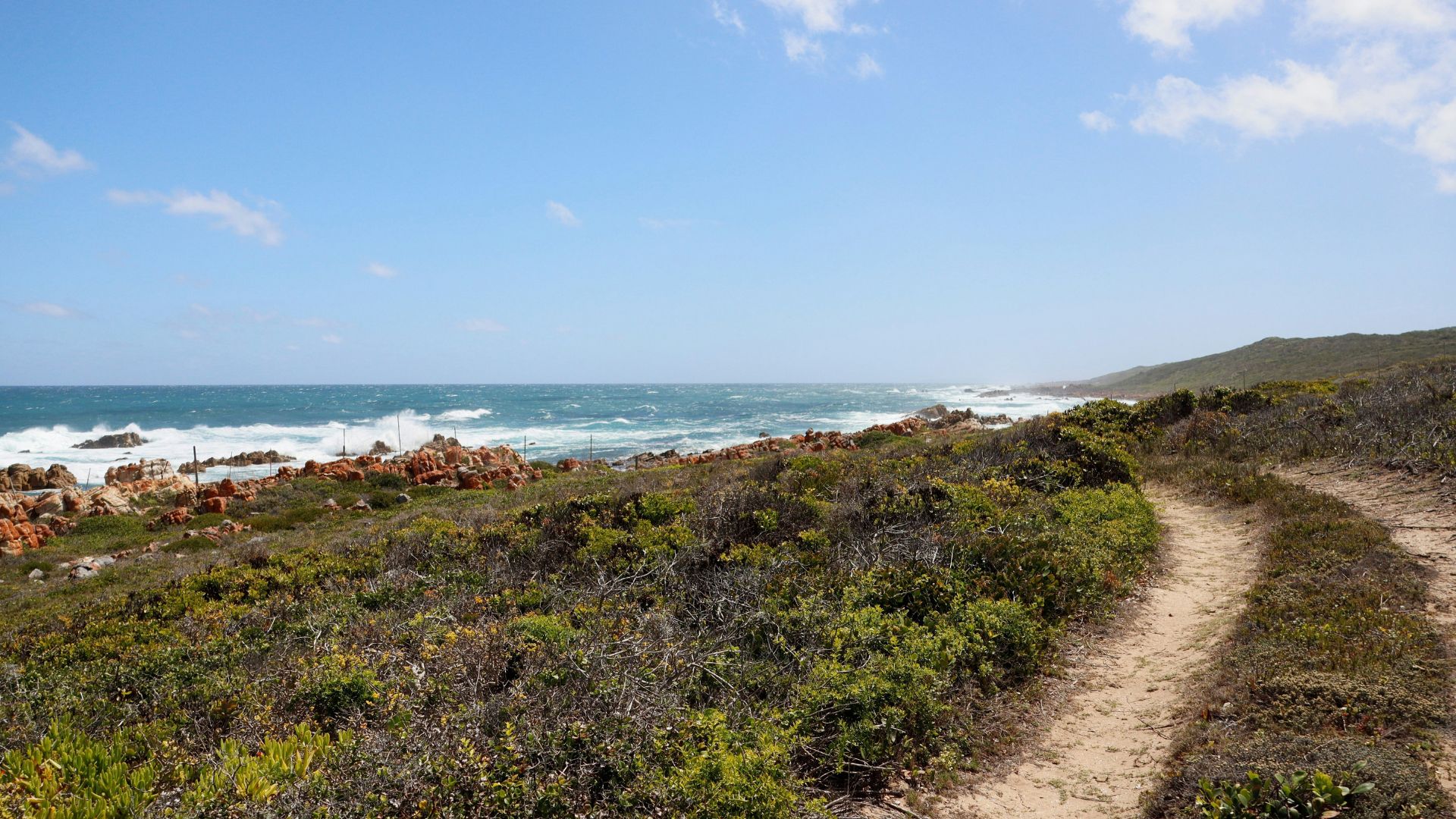 Walking path along the coast. Lots of golden, brown, and dark green plants covering the ground around the path