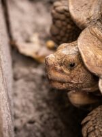 Close up picture of a tortoise on a sandy ground