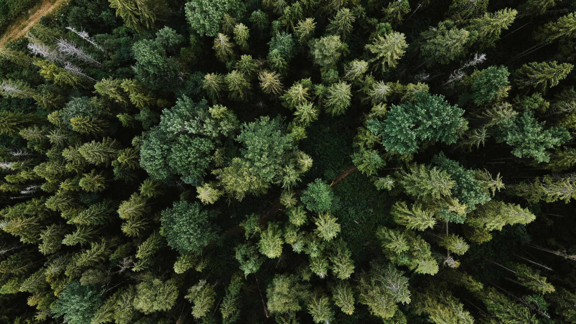 Aerial view of pine trees in a forest