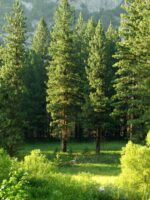 Bright green, lush forest full of new growth