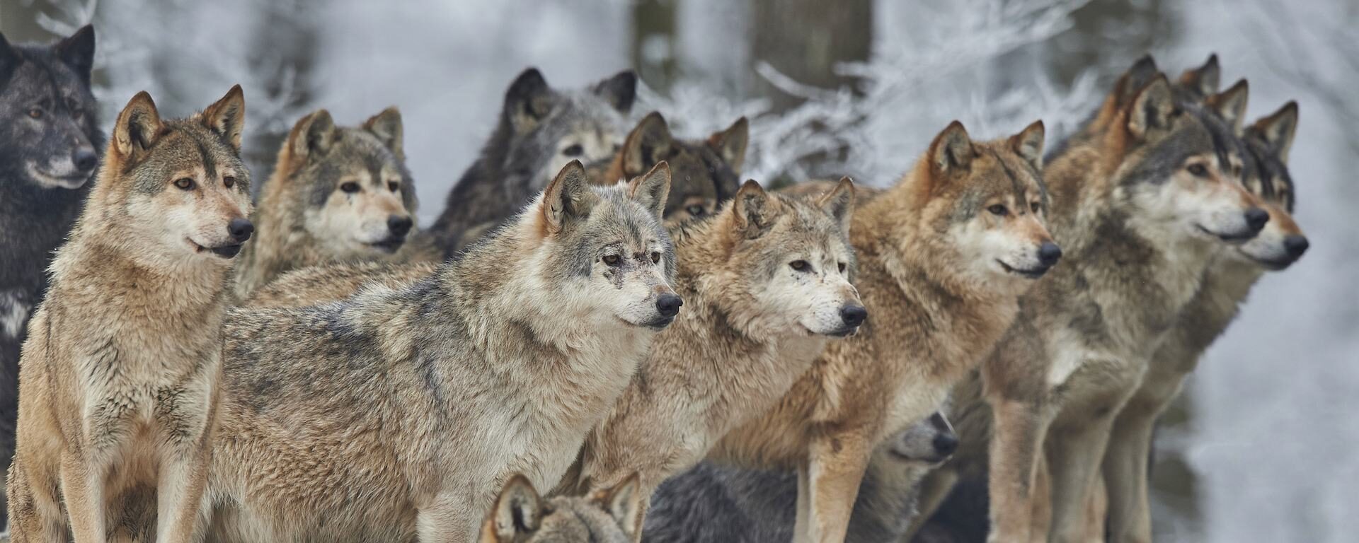 A pack of wild wolves