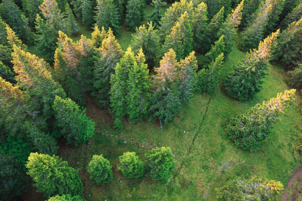 A conifer forest from a birds eye view