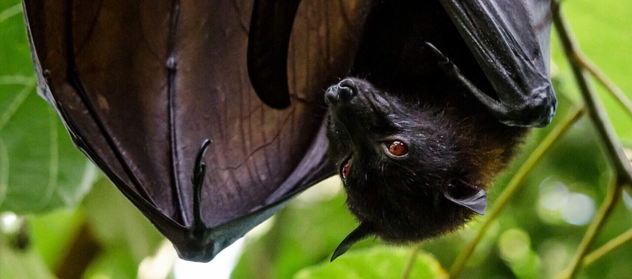 North American Bats Visualizing Tool Conservation Biology Institute