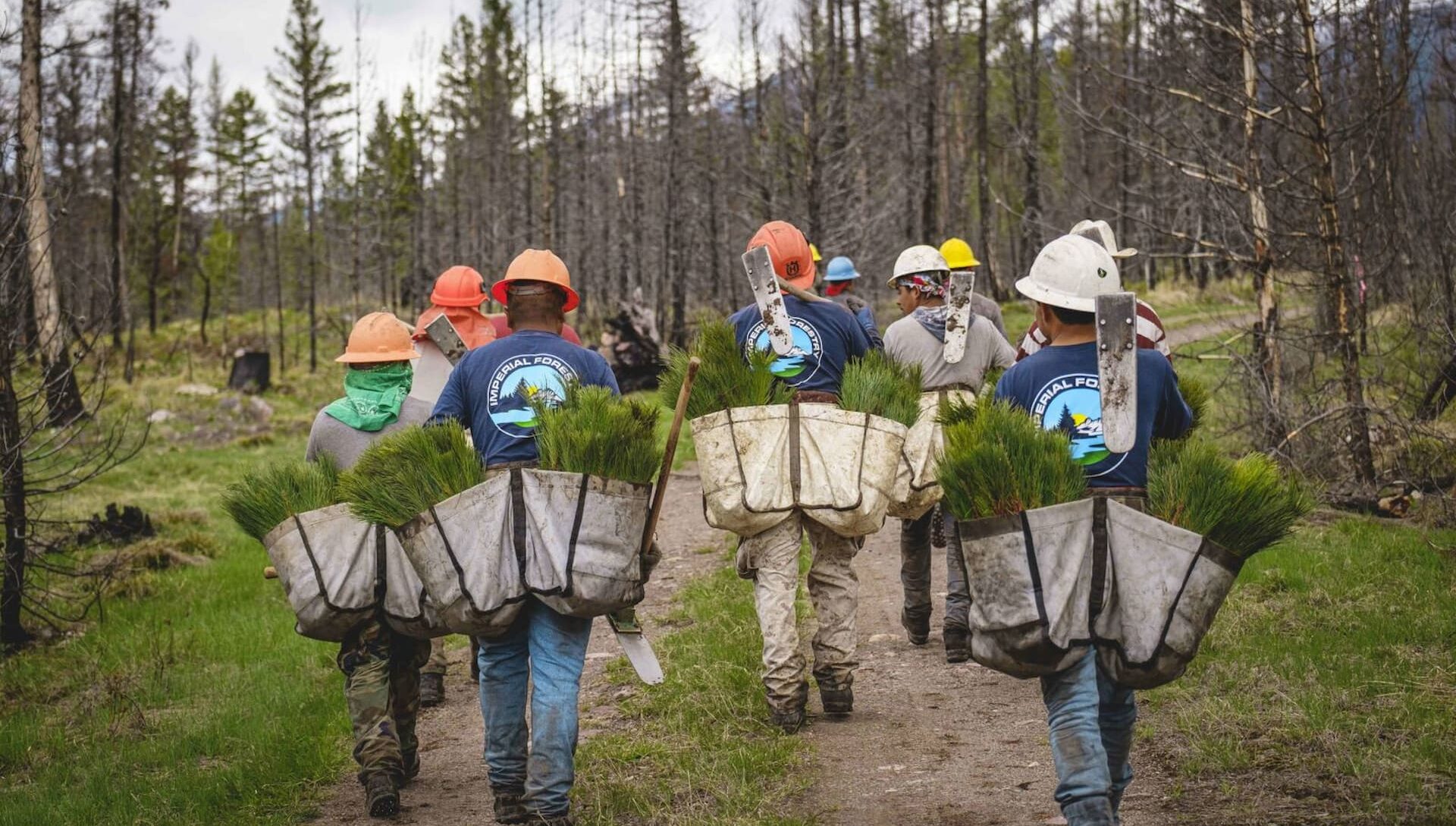 Crew of forestry workers heading out on a path into the forest